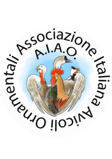 AIAO - Logo