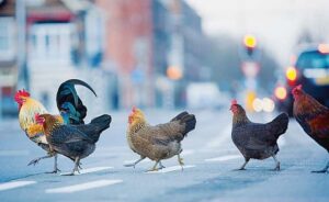 1) L'ambiente che incide sull'espressione genica