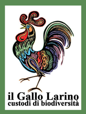 GALLO-LARINO