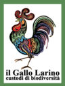 GALLO-LARINO