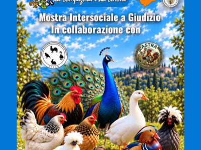 Forli2026